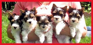 Biewer Vs Parti Genetics Dog Forum This dog breed is called biewer, this breed have their own significant features, personality traits and behavioral attributes. biewer vs parti genetics dog forum
