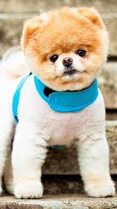 Pin By Ilikewallpaper All Iphone Wa On Iphone Wallpapers Cute Dog Wallpaper Boo The Cutest Dog Boo The Dog