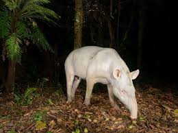 Image result for one of a kind animals