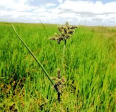 Image result for Fuirena ciliaris