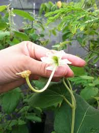 Image result for Helicteres