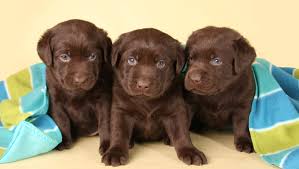 These top pet websites will come in handy and help you find a lovable puppy to adopt and be your new best friend. Dognapped 13 Puppies Snatched From Pet Store