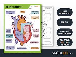 Image result for Cardiovascular Worksheets