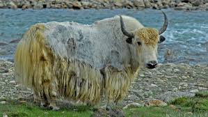 Image result for yak