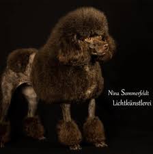 Tierisch Stylisch - Dein Hundefriseur