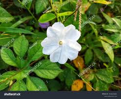 Image result for Ipomoea pes-tigridis