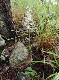 Image result for Holothrix longiflora