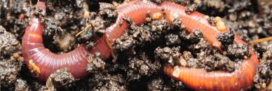 L'antérieur en un prostomium, le postérieur en un pygidium; Les Bipalium Une Espece Invasive Qui Menace Les Vers De Terre Francais