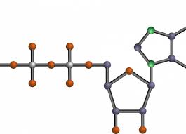 Cbssports.com provides all tennis rankings and standings. Model Of Atp Molecule Perkins Elearning
