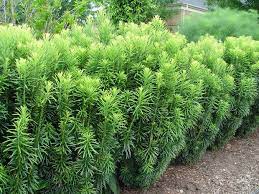 George S Plant Pick Of The Week Japanese Plum Yew Fastigiata Japanese Garden Japanese Garden Design Japanese Plum