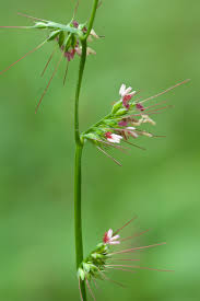 Image result for Oplismenus compositus