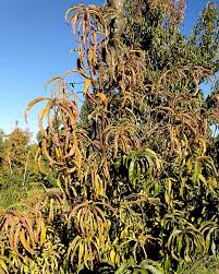 During the cooler months, it is good to prune your stone fruit trees. Phytoplasmas Found In Stone Fruit Good Fruit Grower