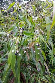 Image result for Coix lacryma-jobi