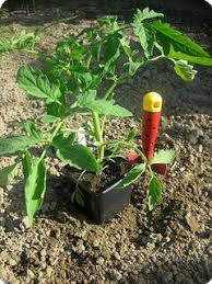 We did not find results for: Tomaten Pflanzen Wie Und Wann Tomaten Im Freien Pflanzen Wintergarten