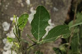 Image result for Maerua triphylla