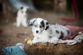 Welpen in brandenburg und umgebung auf snautz.de kaufen und kostenlos verkaufen. Seriose Border Collie Zuchter Finden Mybordercollie De