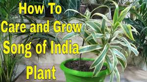 How To Care And Grow Song Of India Plant At Home Hindi Plants Plant Song Propagating Plants