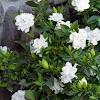 Find great deals on ebay for white flowering shrubs. Https Encrypted Tbn0 Gstatic Com Images Q Tbn And9gcqfcczts Viav9ism2o2fufg1webdx0lwhw9dvikzjangesk46w Usqp Cau