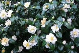 White Camellia White Camellia Camellia Tree Camellia Flower
