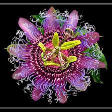 One Of My Top Ten Favourite Flowers Passiaflora Incarnata It Comes In So Many Different Looks And It Even Tells Th Planting Seeds Home Garden Plants Plants
