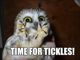 Image result for funny pics of animals