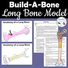 How are long bones designed for maximum strength? Long Bone Worksheets Teaching Resources Teachers Pay Teachers