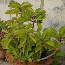 Image result for Kalanchoe velutina