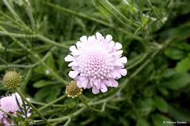 Image result for Odontosoria africana