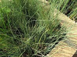 Image result for Juncus lomatophyllus