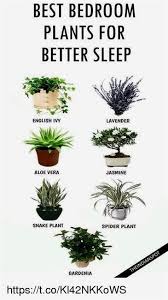 Best Six Plants For Better Sleep Bedroom Plants Plants Indoor Plants