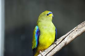 Image result for Monotes elegans