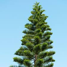 Image result for Araucaria columnaris