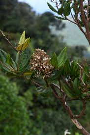 Image result for Vincetoxicum apiculatum