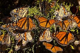 The colors in nature are the colors of the objects and scenes in nature. Rainbow Nature Life In Flaming Orange Natural History Museum