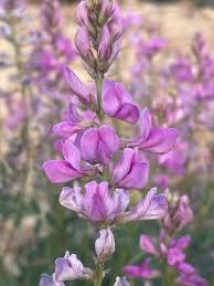 Image result for Dichapetalum edule