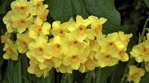 Bulbs summer flowering bulbs like lilies, gladioli, dahlias, and tuberose are starting to arrive from the harvest, ready to plant from early spring onwards; Planting Bulbs In Autumn How To Guide To Ensure A Colourful Spring The Weekly Times