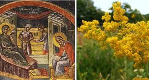 Sanzienele sunt flori mici din flora spontana, de culoare galbena, mici, dese, cu parfum dulce si… NaÈ™terea Sfantului Ioan BotezÄƒtorul In 24 Iunie SÄƒrbÄƒtoare CunoscutÄƒ Ca Sanziene Sau DrÄƒgaica Oradea In Direct