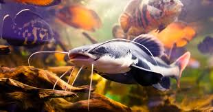Channel Catfish Life History And Biology The Fish Site