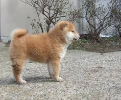 fleecy shiba puppy shiba inu shiba puppy japanese dogs