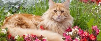 What's the best way to keep cats out of your garden? Keeping Your Cat Out Of The Sandbox Or Garden