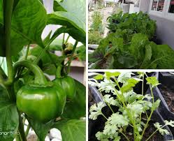 Potong span 2×2 cm dan masukkan biji benih. Tanam Sayur Silih Berganti Walau Tinggal Di Rumah Teres Wanita Ni Kongsikan Tipsnya Keluarga