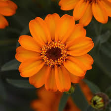 Image result for Zinnia angustifolia