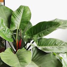Can T Believe It S Been A Year Already Since I Got This Philodendron Imperial Green Dug Up A Picture Of Its Ea Philodendron Pretty Plants Plants Are Friends