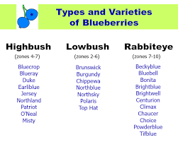 How To Grow Blueberries Grow Blueberries Blueberry Varieties Growing Blueberries