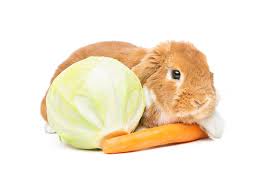 うさぎが食べてもいい野菜 食べてはいけない野菜 うさぎタイムズ うさぎの飼い方から飼育便利グッズ専門サイト