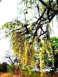 Image result for Tricalysia jasminiflora
