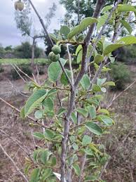 Image result for Landolphia villosa