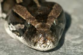 Fer-de-lance #2 by Mark Newman