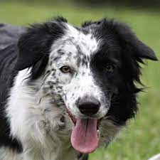 Split Faced Border Collie Border Collie Collie Best Dogs