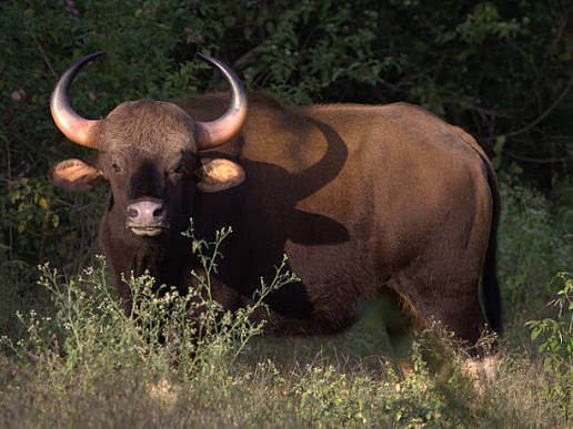 2,200+ Indian Bison Or Gaur Stock Photos, Pictures & Royalty-Free Images - iStock